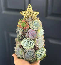 Load image into Gallery viewer, 9" Mini Aurora Succulent Tree (Succulent Christmas Tree)