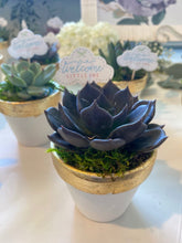 Load image into Gallery viewer, Succulent Favors