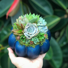 Load image into Gallery viewer, 6" Blue Succulent Pumpkin