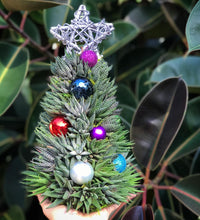 Load image into Gallery viewer, 13" Alpine Succulent Tree (Succulent Christmas Tree)