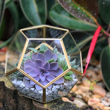 Load image into Gallery viewer, DIY Succulent Terrarium Kit 6"x7" (GOLD)