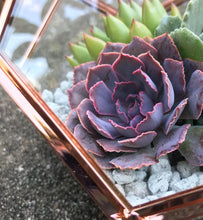 Load image into Gallery viewer, DIY Succulent Terrarium Kit 7"x6" (ROSE GOLD)