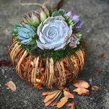 Load image into Gallery viewer, 8" Rattan Succulent Pumpkin (Lights up!)