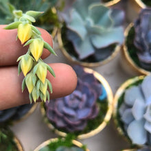Load image into Gallery viewer, Succulent Favors