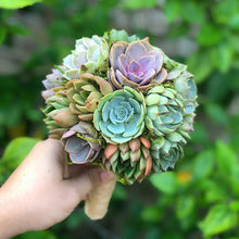 Load image into Gallery viewer, Succulent Bouquets