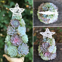 Load image into Gallery viewer, 13" Aurora Succulent Tree (Succulent Christmas Tree)