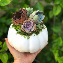 Load image into Gallery viewer, White Succulent Pumpkin (10" and 6" sizes)