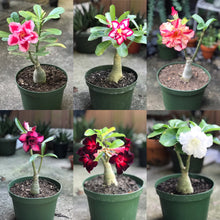 Load image into Gallery viewer, Adenium Lover's Subscription Kit (monthly)