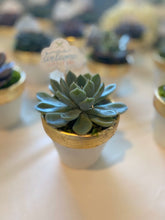 Load image into Gallery viewer, Succulent Favors