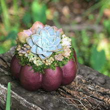Load image into Gallery viewer, 6" Purple Succulent Pumpkin