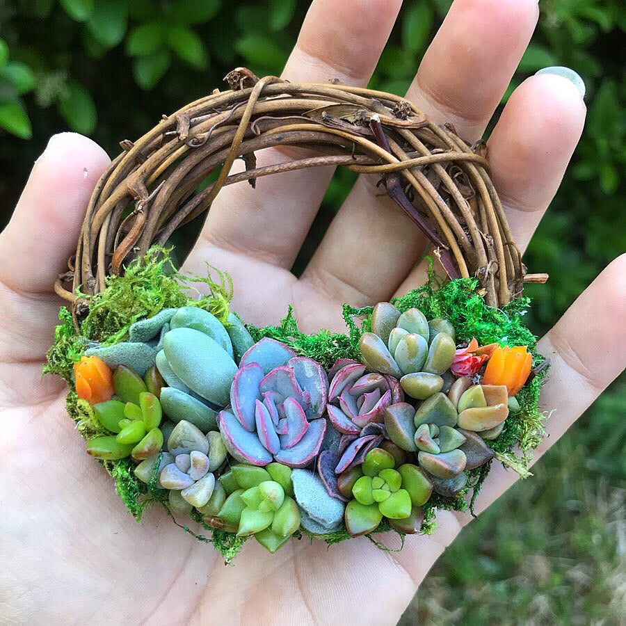 succulents etsy 3