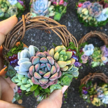 Load image into Gallery viewer, 3" Succulent Wreath Ornament