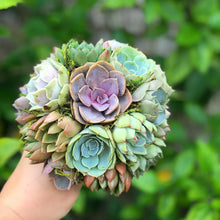 Load image into Gallery viewer, Succulent Bouquets