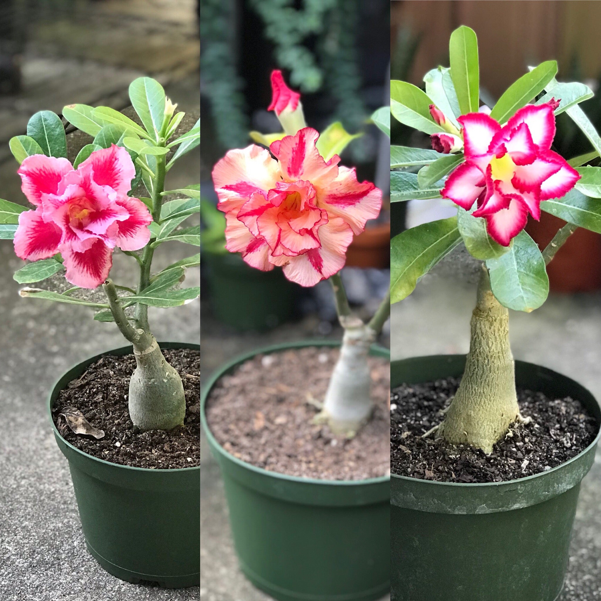 How to Grow and Care for Adenium Obesum Desert Rose Plant - Succulents Box