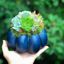 Load image into Gallery viewer, 6" Blue Succulent Pumpkin