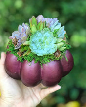 Load image into Gallery viewer, 6" Purple Succulent Pumpkin