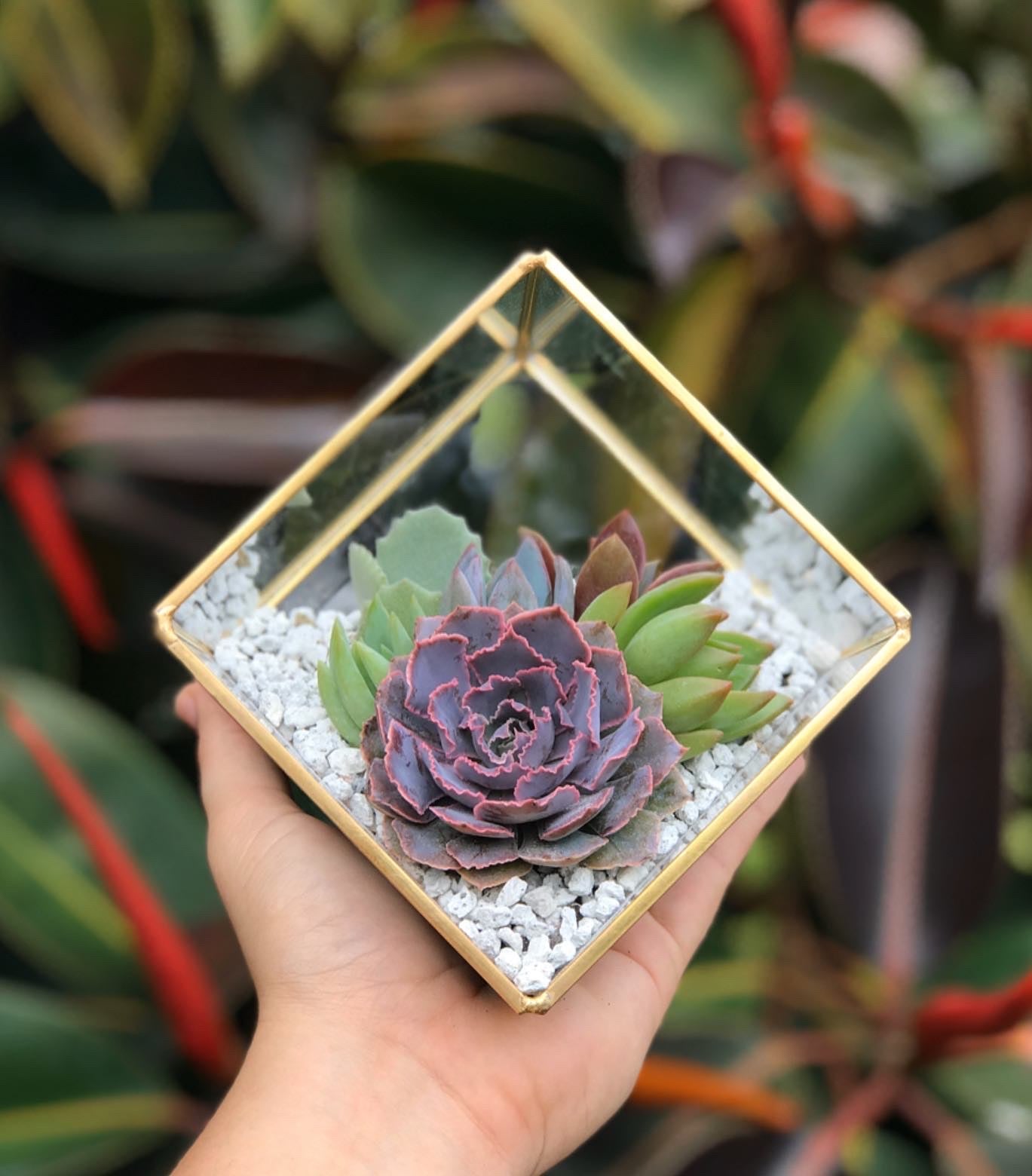 succulent frame kit DIY Succulent Terrarium Kit 4"x4" (GOLD) – Terracotta Corner