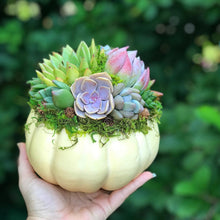Load image into Gallery viewer, 6" Off-White Succulent Pumpkin