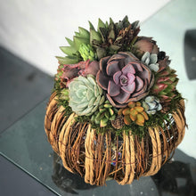 Load image into Gallery viewer, 8" Rattan Succulent Pumpkin (Lights up!)