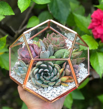 Load image into Gallery viewer, DIY Succulent Terrarium Kit 7"x6" (ROSE GOLD)