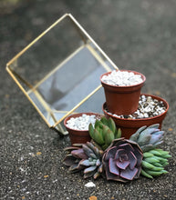 Load image into Gallery viewer, DIY Succulent Terrarium Kit 4"x4" (GOLD)