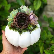 Load image into Gallery viewer, White Succulent Pumpkin (10" and 6" sizes)