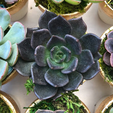 Load image into Gallery viewer, Succulent Favors