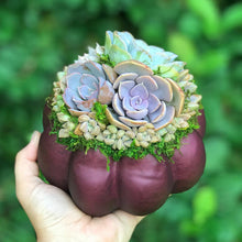 Load image into Gallery viewer, 6" Purple Succulent Pumpkin