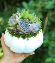 Load image into Gallery viewer, White Succulent Pumpkin (10" and 6" sizes)