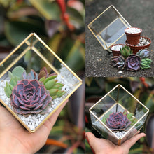 Load image into Gallery viewer, DIY Succulent Terrarium Kit 4"x4" (GOLD)