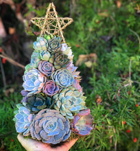 Load image into Gallery viewer, 13" Aurora Succulent Tree (Succulent Christmas Tree)