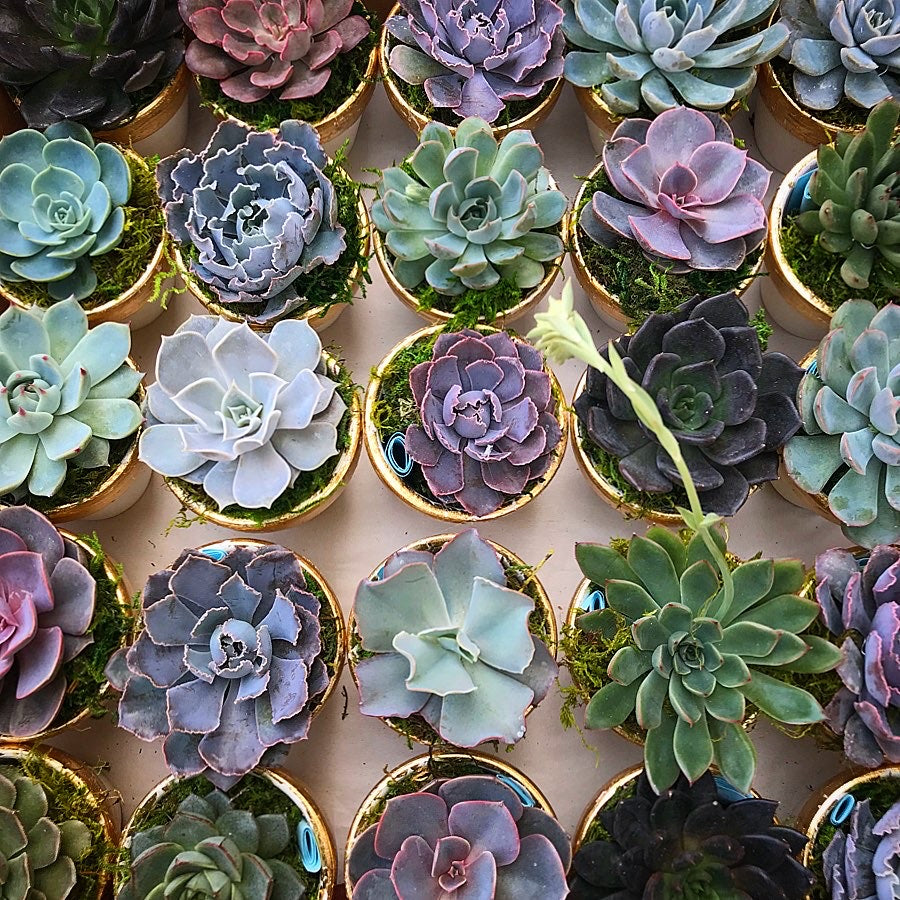 Succulent Favors – Terracotta Corner