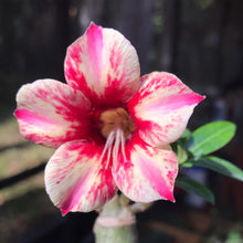Load image into Gallery viewer, Adenium Lover's Subscription Kit (monthly)