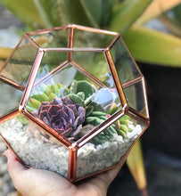 Load image into Gallery viewer, DIY Succulent Terrarium Kit 7"x6" (ROSE GOLD)