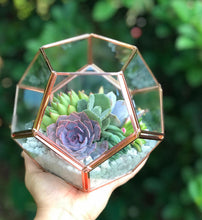 Load image into Gallery viewer, DIY Succulent Terrarium Kit 7"x6" (ROSE GOLD)