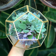 Load image into Gallery viewer, DIY Succulent Terrarium Kit 6"x7" (GOLD)
