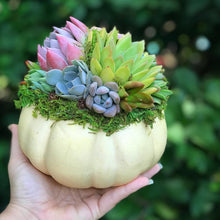 Load image into Gallery viewer, 6" Off-White Succulent Pumpkin