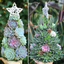 Load image into Gallery viewer, 13" Aurora Succulent Tree (Succulent Christmas Tree)