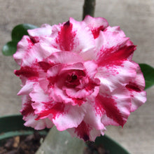 Load image into Gallery viewer, Adenium Lover's Subscription Kit (monthly)