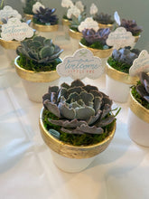 Load image into Gallery viewer, Succulent Favors