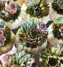 Load image into Gallery viewer, White Succulent Pumpkin (10" and 6" sizes)