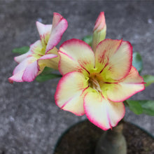 Load image into Gallery viewer, Adenium Lover's Subscription Kit (monthly)