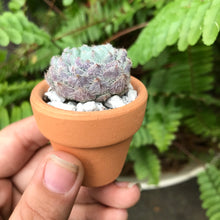 Load image into Gallery viewer, Succulent Favors