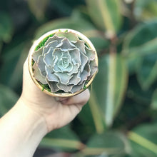 Load image into Gallery viewer, Succulent Favors
