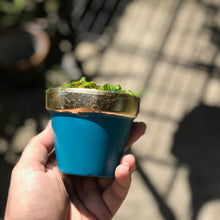 Load image into Gallery viewer, Succulent Favors