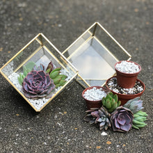 Load image into Gallery viewer, DIY Succulent Terrarium Kit 4"x4" (GOLD)