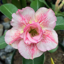 Load image into Gallery viewer, Adenium Lover's Subscription Kit (monthly)