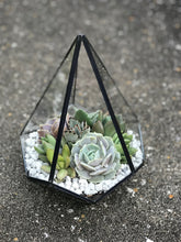 Load image into Gallery viewer, DIY Succulent Terrarium Kit 6.25" x 8.75" (BLACK)
