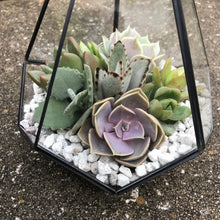 Load image into Gallery viewer, DIY Succulent Terrarium Kit 6.25" x 8.75" (BLACK)