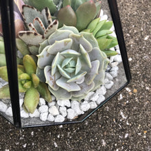 Load image into Gallery viewer, DIY Succulent Terrarium Kit 6.25" x 8.75" (BLACK)
